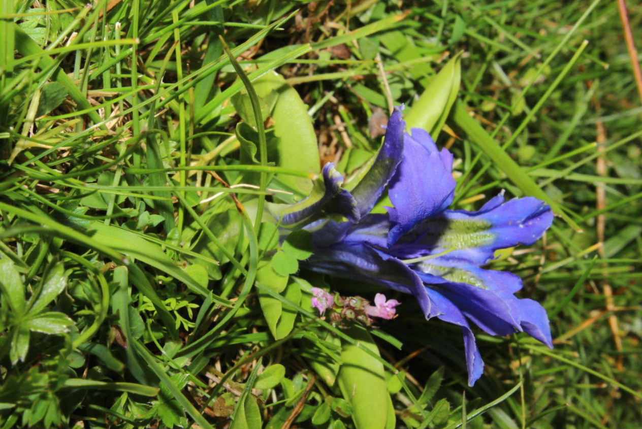 Lusus di Gentiana acaulis ??